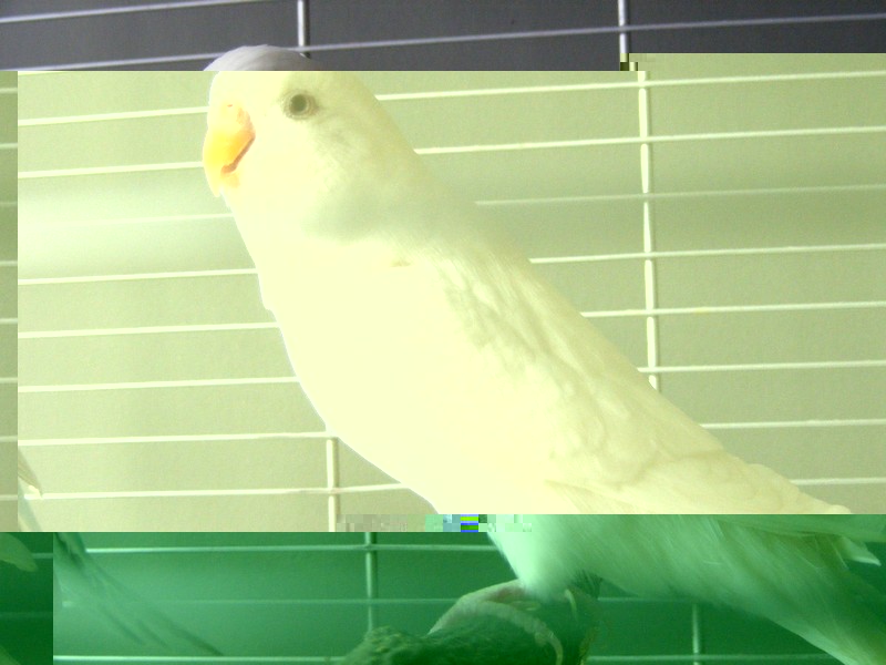 Lola 016.jpg