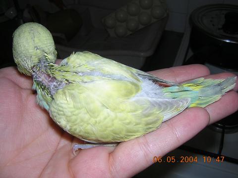 bÃ©bÃ©1.JPG