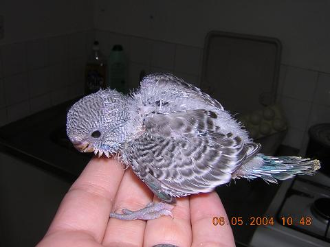 bÃ©bÃ©2.JPG