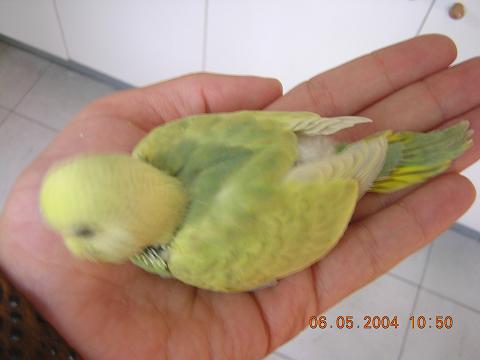 bÃ©bÃ©3_2.JPG