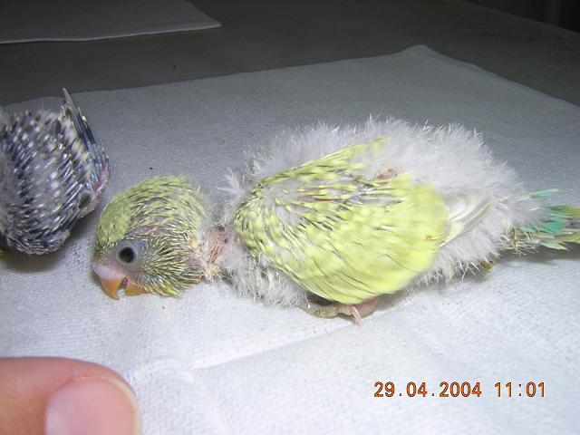 bÃ©bÃ©3_0.JPG