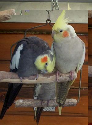 couple_de_perruche_2010_015.jpg