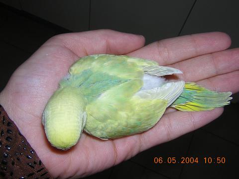 bÃ©bÃ©3.JPG