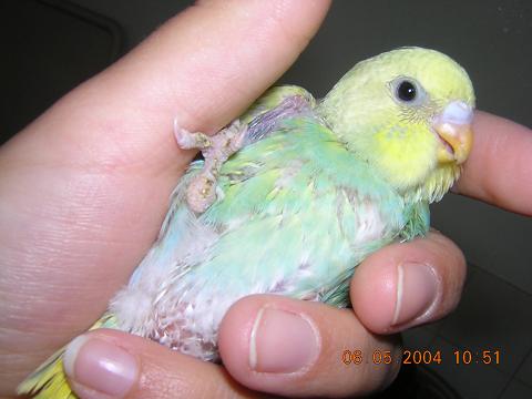 bÃ©bÃ©3_3.JPG