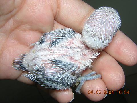 bÃ©bÃ©4.JPG