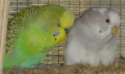 COUPLE vert- MBG.jpg