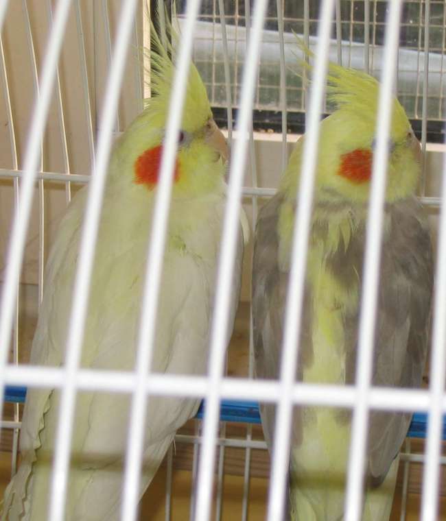 callo 2.jpg