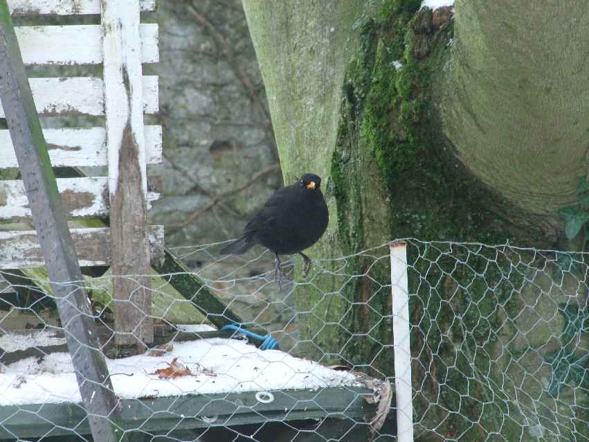 Oiseaux jardin 44.JPG