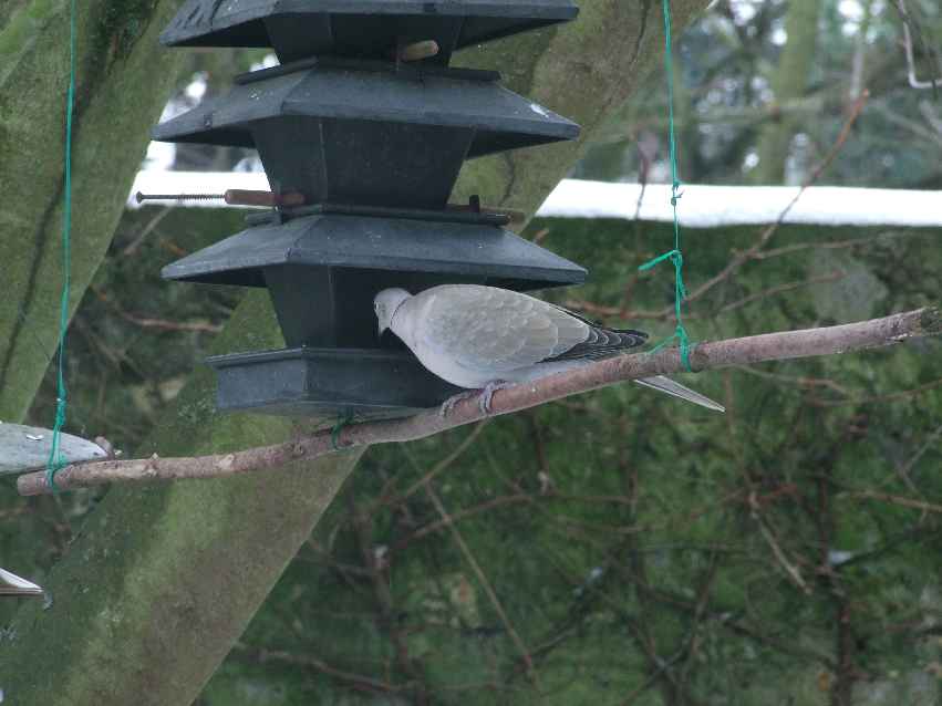 Oiseaux jardin 43.JPG