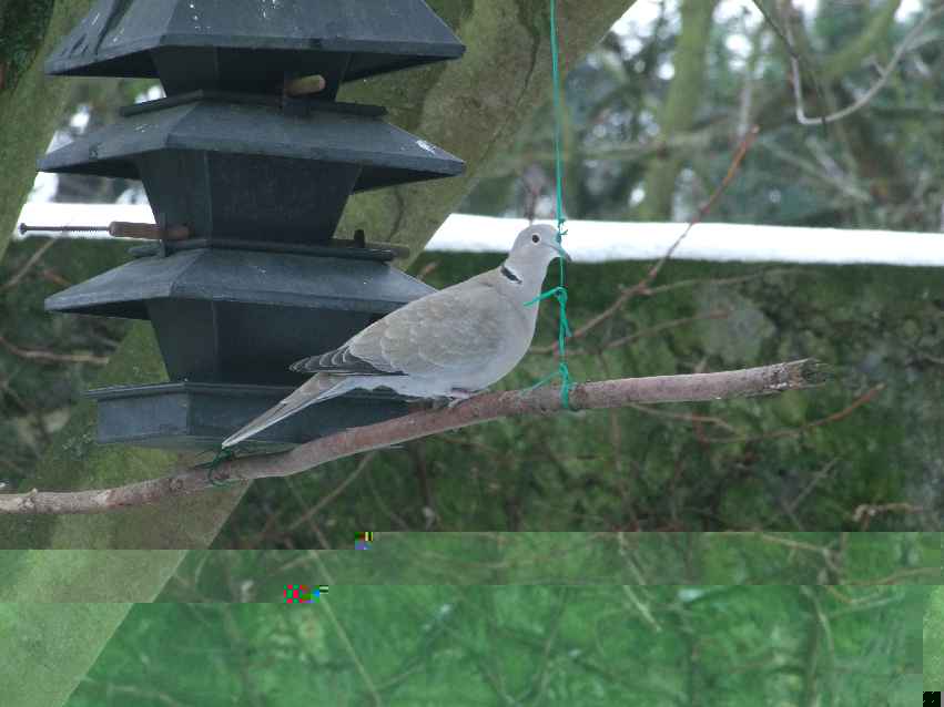 Oiseaux jardin 42.JPG