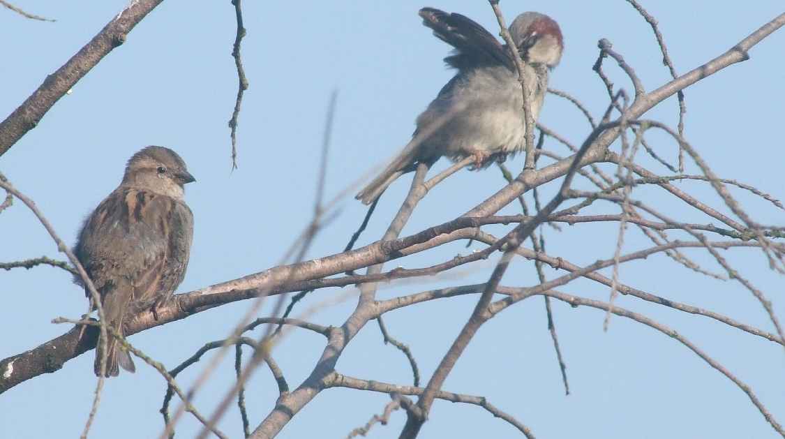 Oiseaux jardin 40.JPG