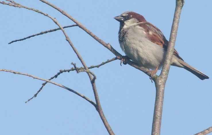 Oiseaux jardin 39.JPG