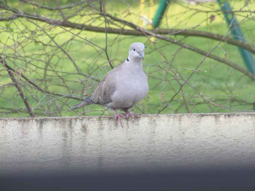 Oiseaux jardin 38.JPG