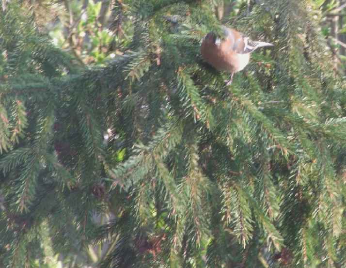 Oiseaux jardin 36.JPG