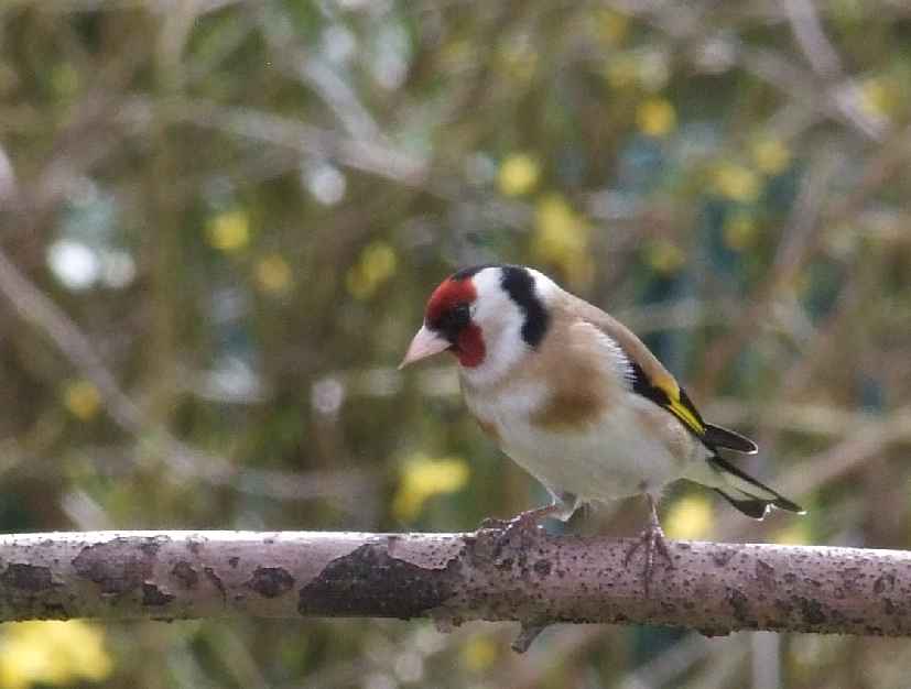 Oiseaux jardin 32.JPG