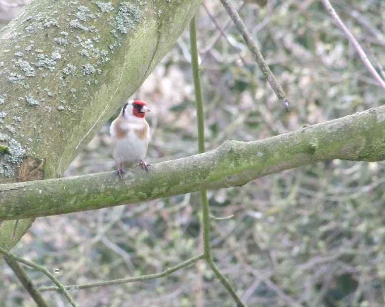 Oiseaux jardin 30.JPG