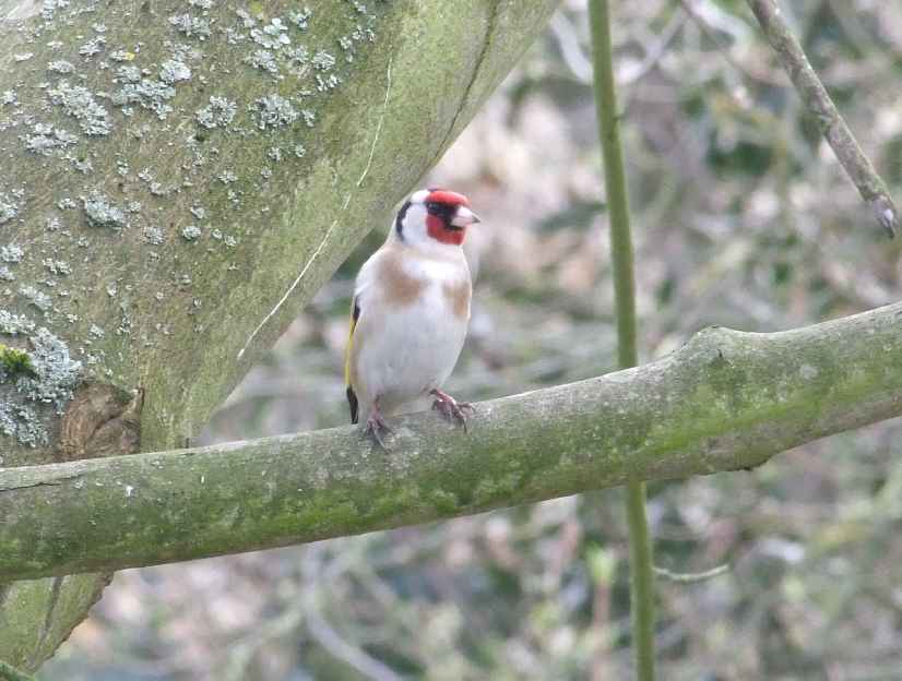 Oiseaux jardin 26.JPG