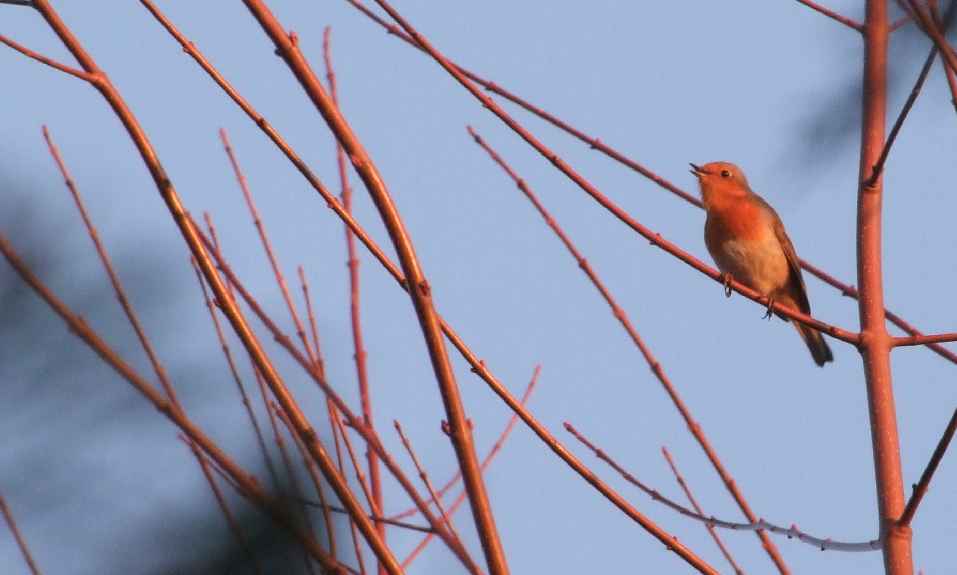 Oiseaux jardin 19.JPG