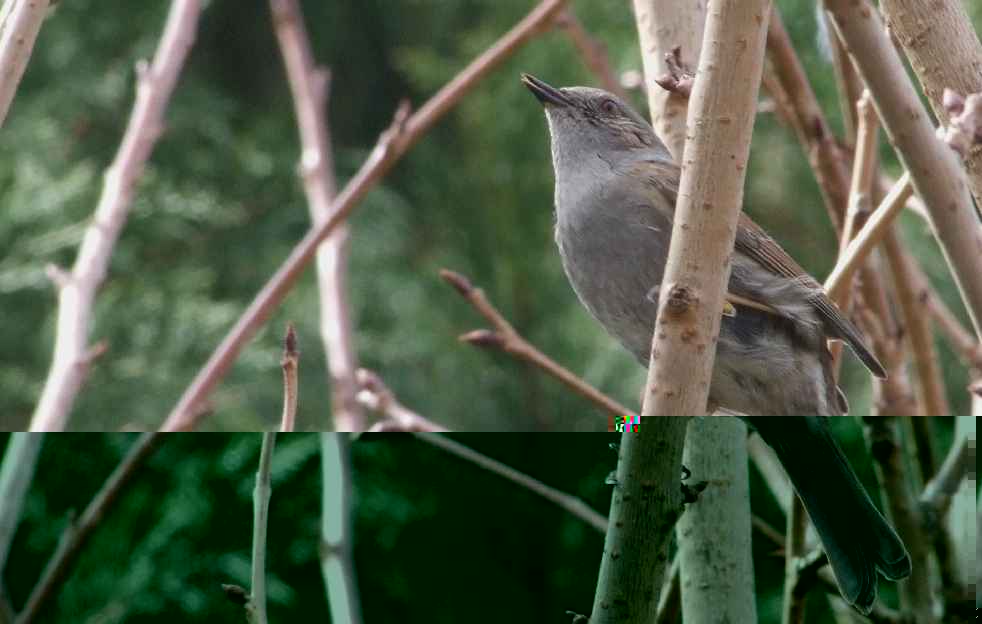 Oiseaux jardin 17.JPG