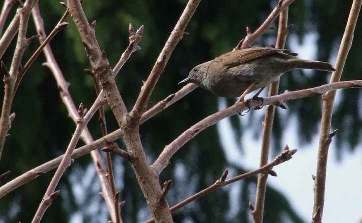 Oiseaux jardin 15.JPG