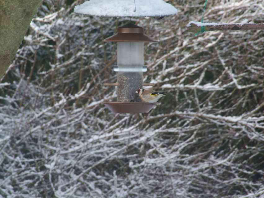 Oiseaux jardin 8.JPG