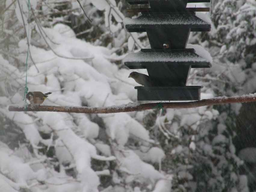 Oiseaux jardin 5.JPG