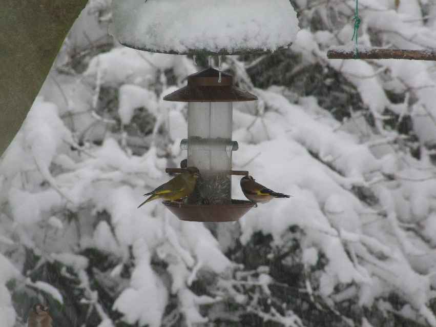 Oiseaux jardin 4.JPG