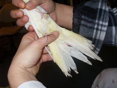 SDC12356_opt.jpg