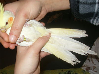 SDC12378_opt.jpg