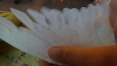 02012011010_opt.jpg