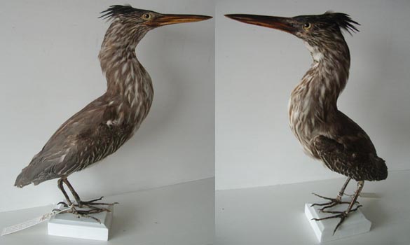 Heron---1880-env--576-2-big-www-the-little-museum-shop-com.jpg
