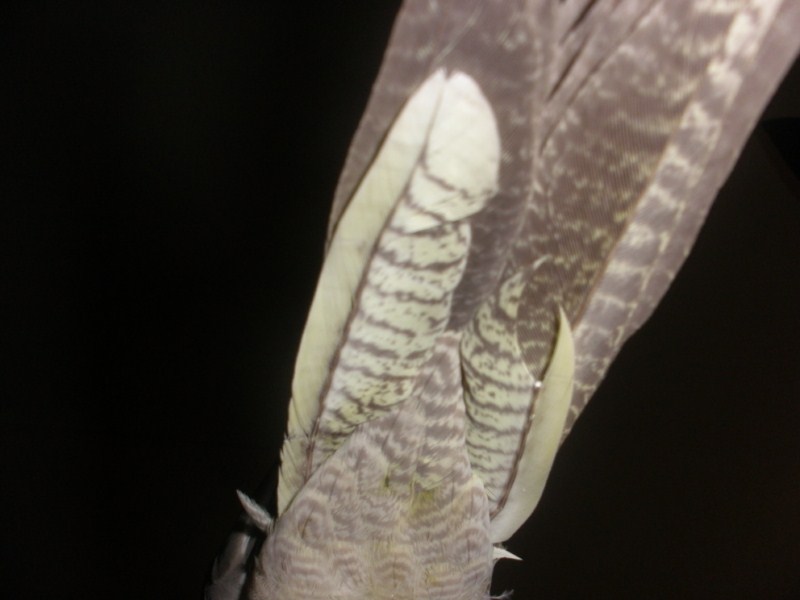 P1010015.JPG