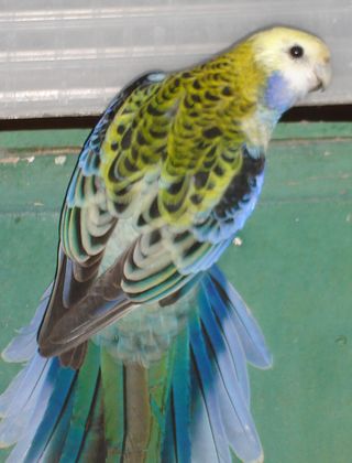 a pal.jpg