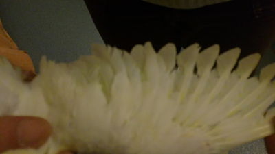 06022011158_opt.jpg