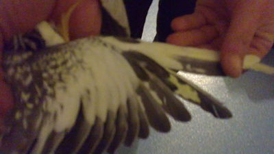 06022011152_opt.jpg