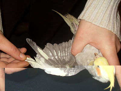 SDC12449_opt.jpg