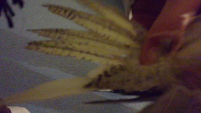 06022011145_opt.jpg
