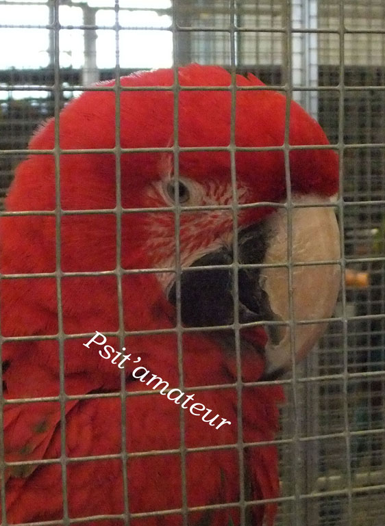 Ara-chloroptÃ¨re.jpg