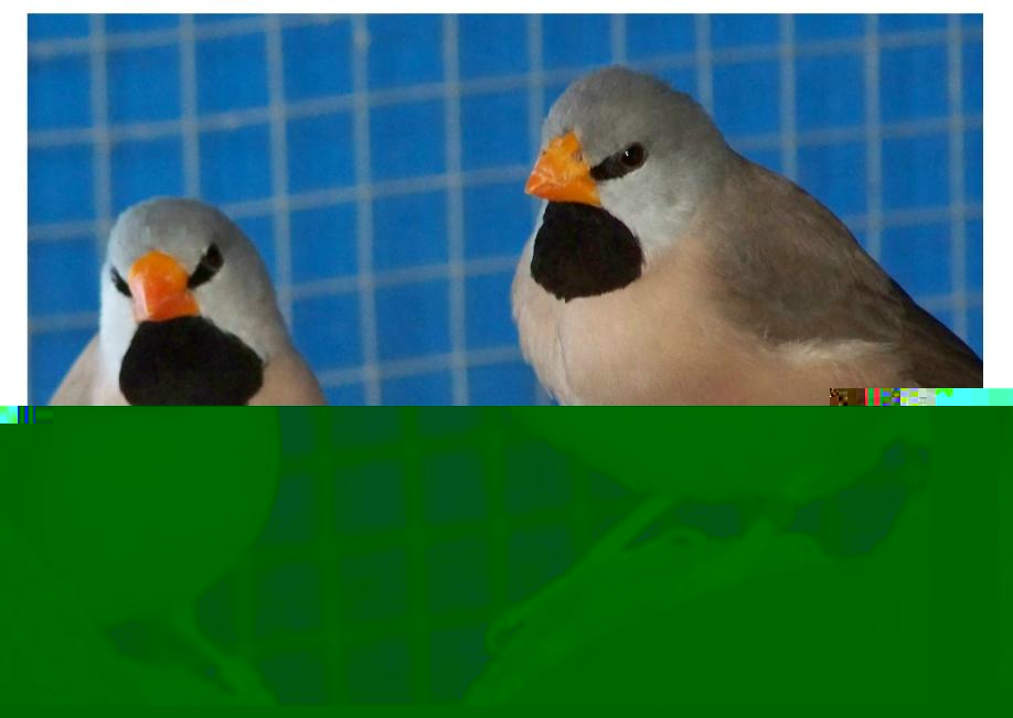 dv1.JPG