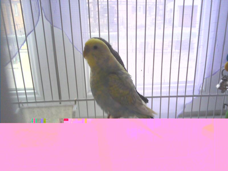 IMG0036A.jpg
