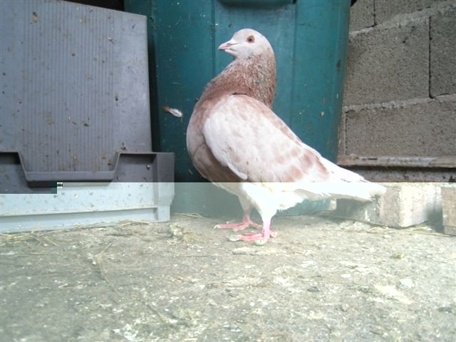 pigeon 1 bis.jpg