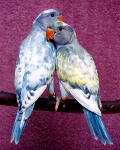 A-Blue-Lac-JS.jpg
