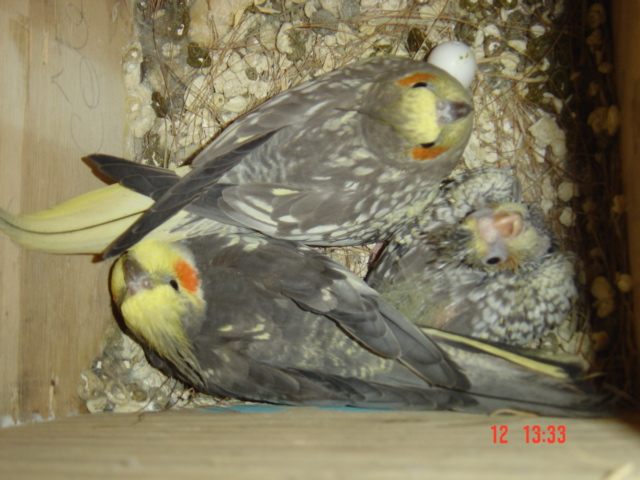 parent+bb calo.jpg
