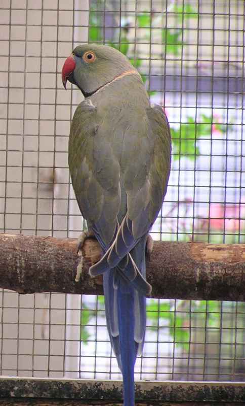 MALE VIOLET TURQUOISE.jpg