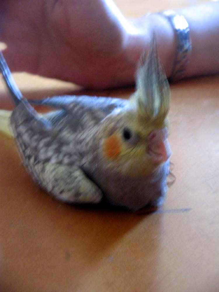 oiseaux 006.jpg2.jpg