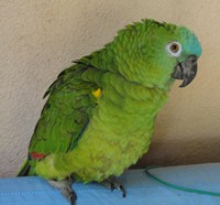 coco1.jpg