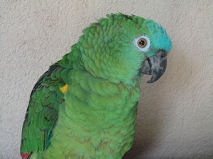 coco2.jpg