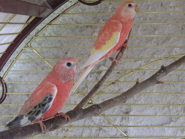 oiseaux 2011 2.jpg