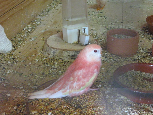 oiseaux 2011 5.jpg