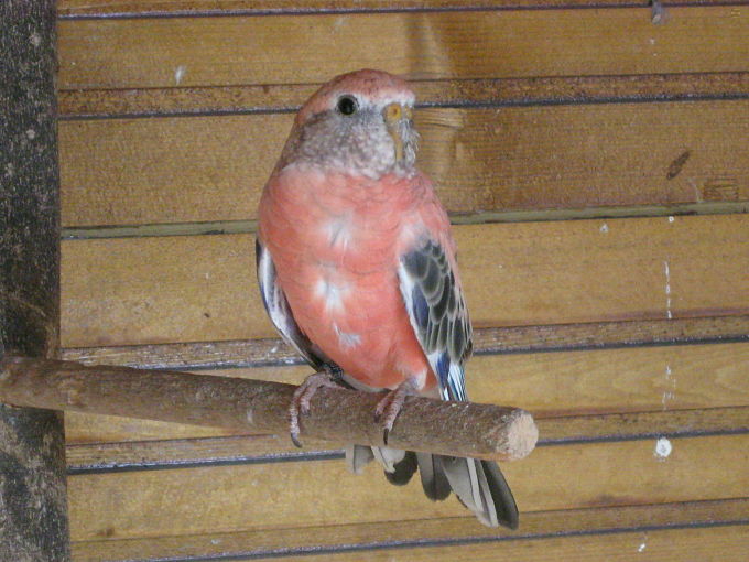 oiseaux 2011 21.jpg